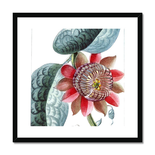 Giant Granadilla Framed & Mounted Print