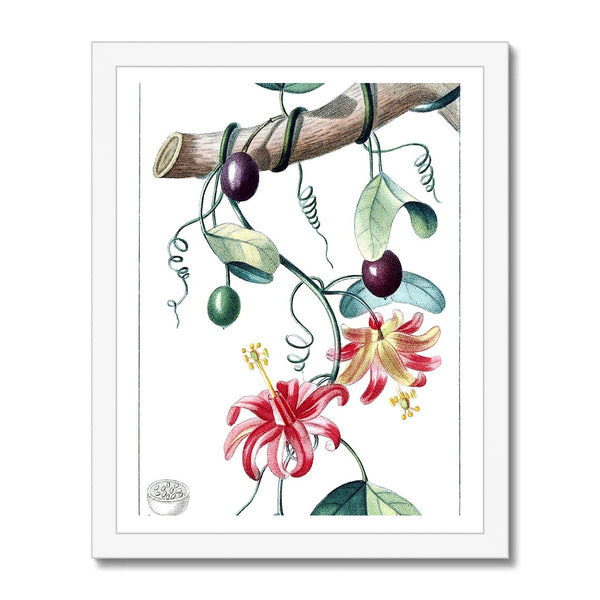 Passionvine Framed Print