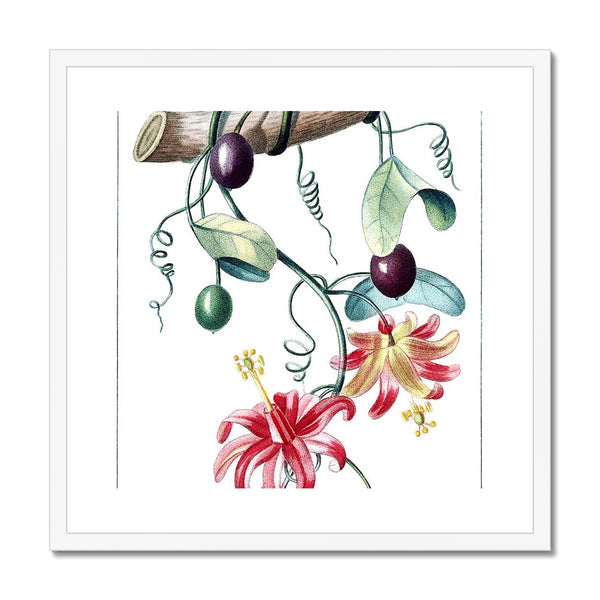 Passionvine Framed & Mounted Print