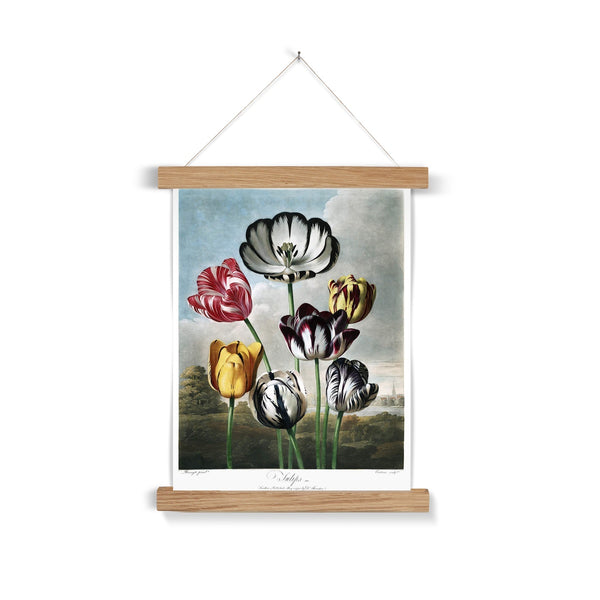 Tulips Fine Art Print with Hanger