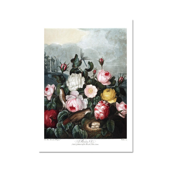 Roses Fine Art Print