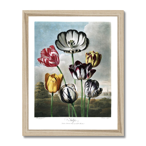 Tulips Framed Print