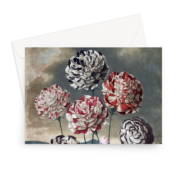 Carnations Greeting Card