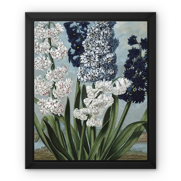 Hyacinths Framed Canvas