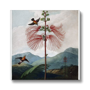 Calliandra Houstoniana Canvas