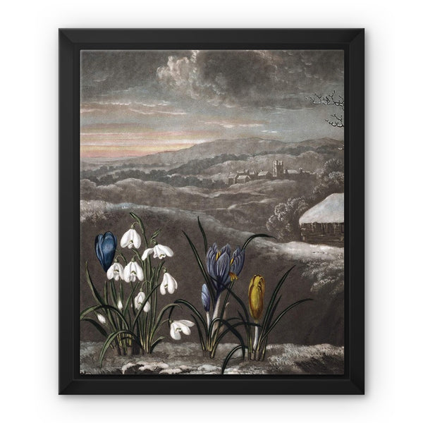 Snowdrops Framed Canvas