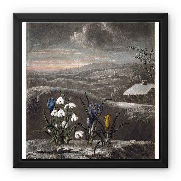 Snowdrops Framed Canvas