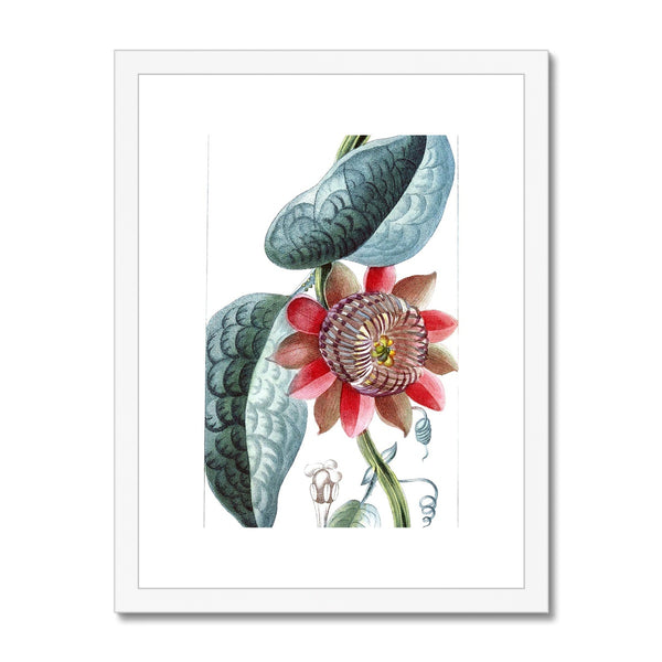 Giant Granadilla Framed & Mounted Print