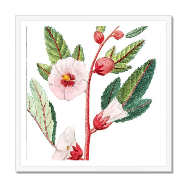 Roselle Framed Print