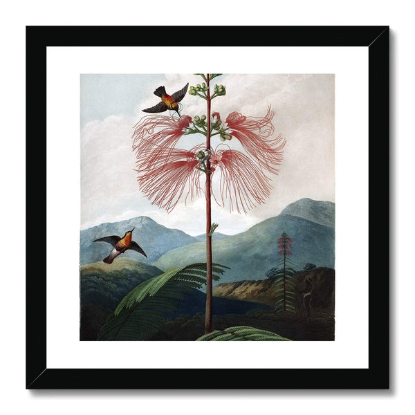 Calliandra Houstoniana Framed Print