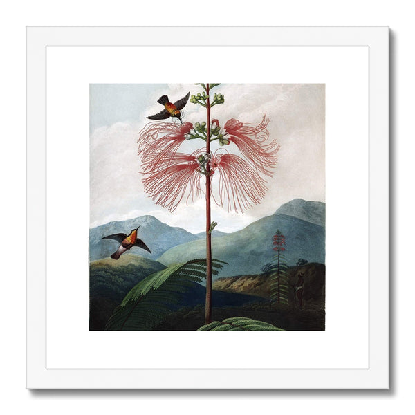 Calliandra Houstoniana Framed & Mounted Print