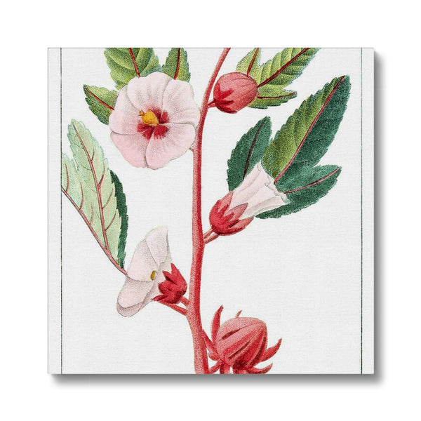 Roselle Canvas