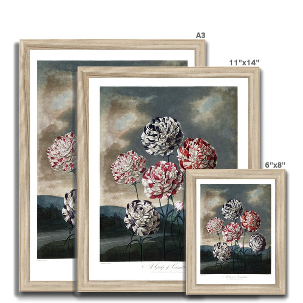 Carnations Framed Print