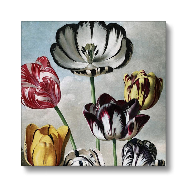 Tulips Canvas