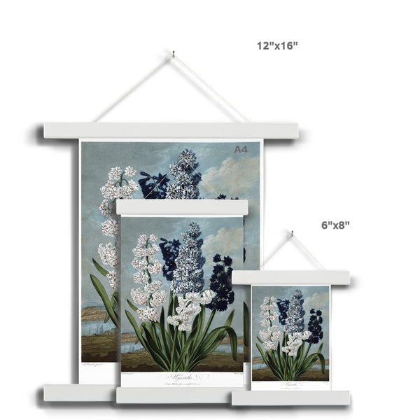 Hyacinths Fine Art Print with Hanger