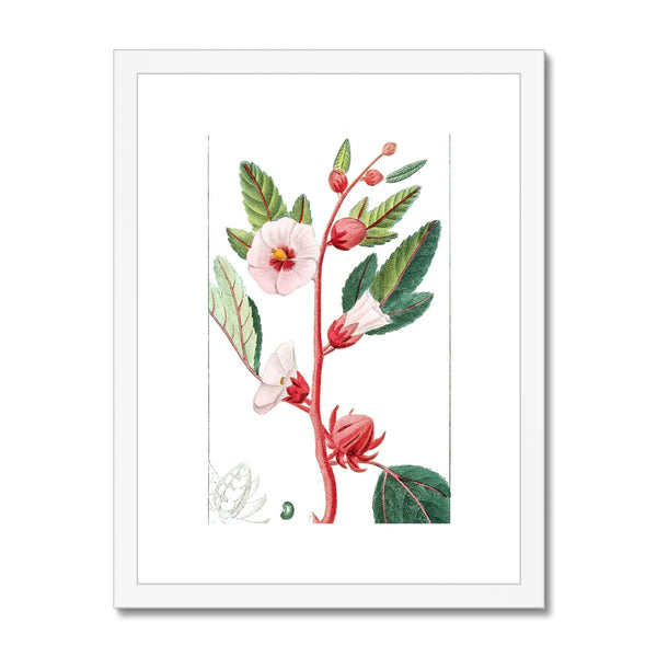 Roselle Framed & Mounted Print