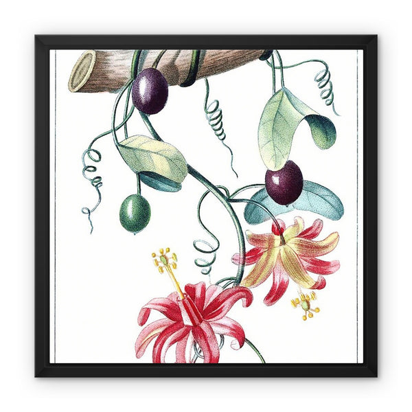 Passionvine Framed Canvas