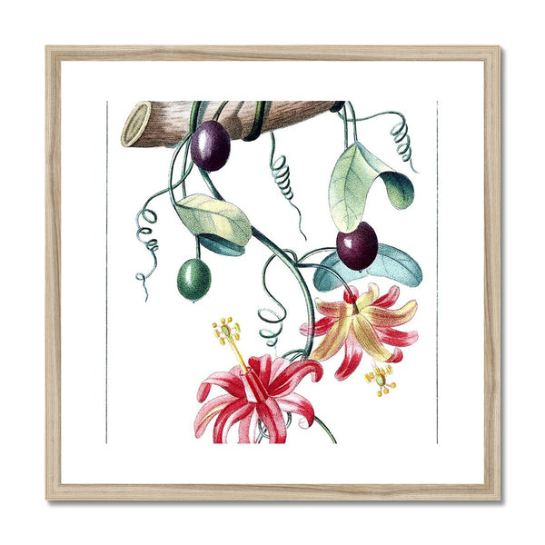 Passionvine Framed & Mounted Print