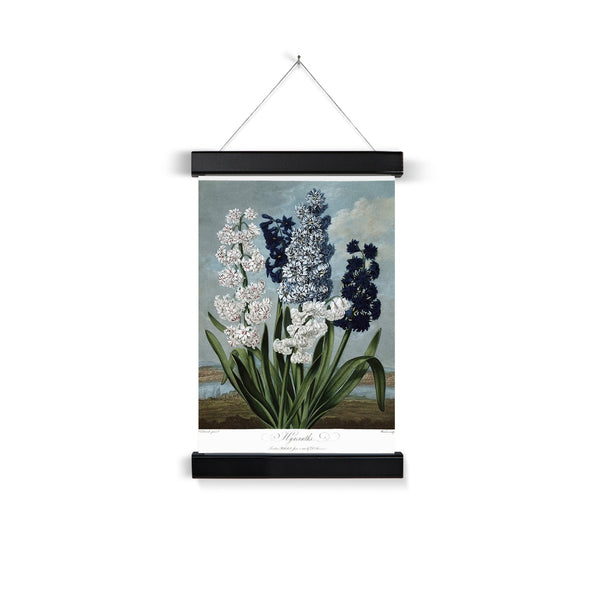 Hyacinths Fine Art Print with Hanger