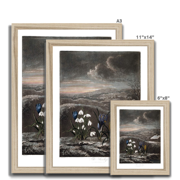 Snowdrops Framed Print