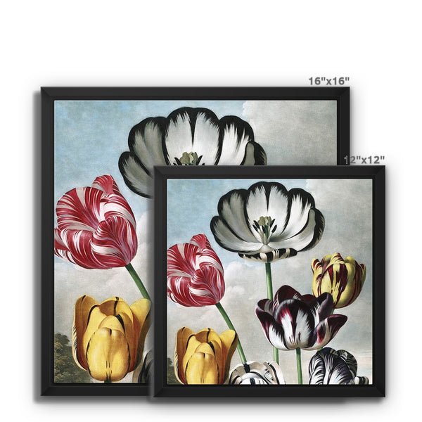 Tulips Framed Canvas