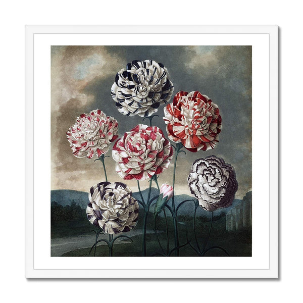 Carnations Framed Print