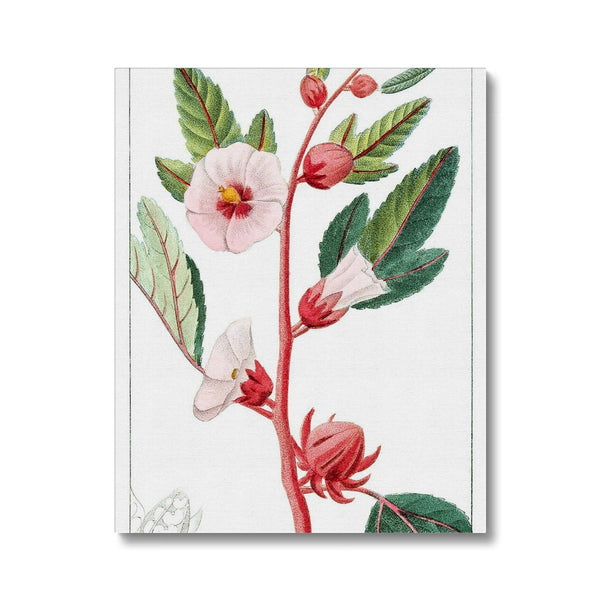 Roselle Canvas