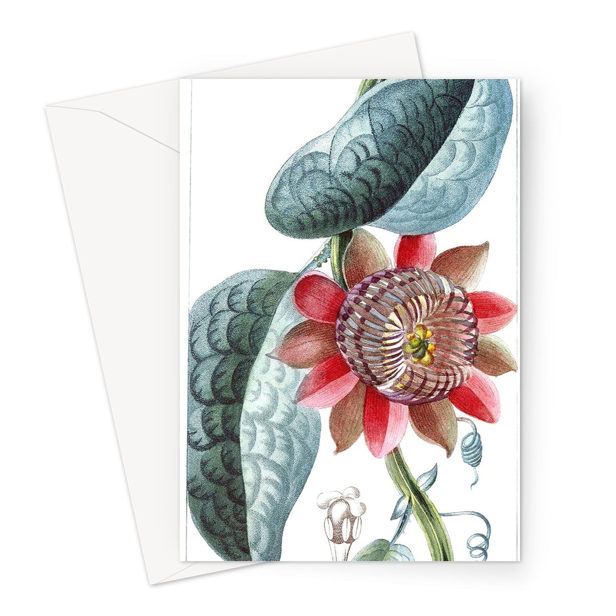 Giant Granadilla Greeting Card