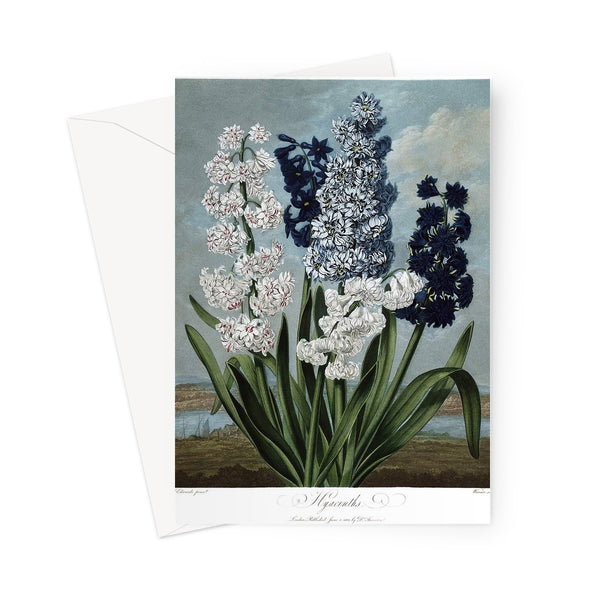 Hyacinths Greeting Card