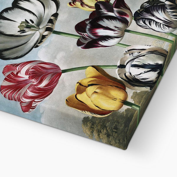 Tulips Canvas