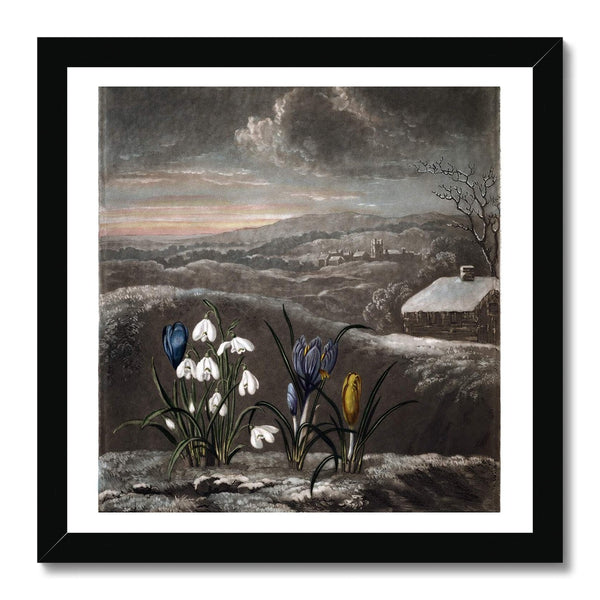 Snowdrops Framed Print