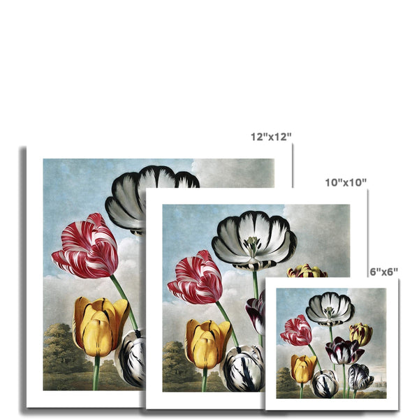 Tulips Fine Art Print