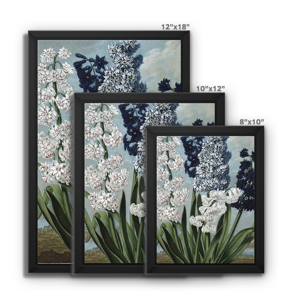 Hyacinths Framed Canvas