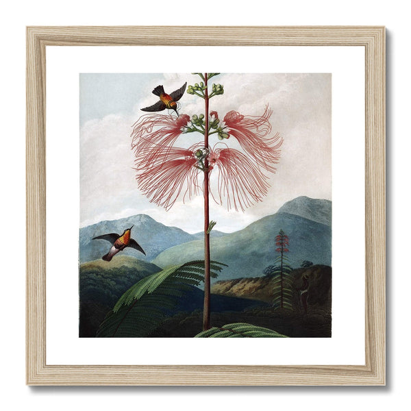 Calliandra Houstoniana Framed Print