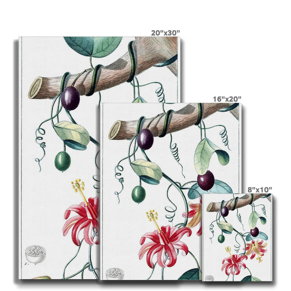 Passionvine Canvas