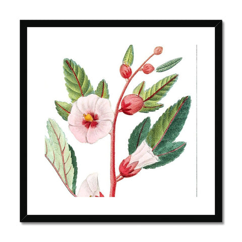 Roselle Framed & Mounted Print