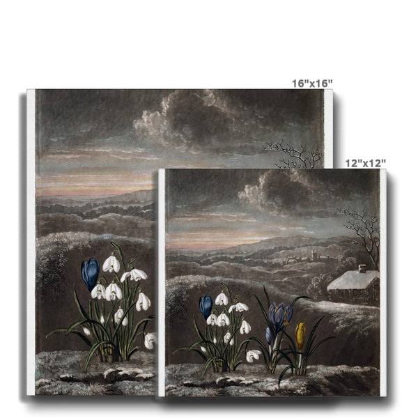 Snowdrops Canvas