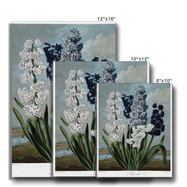 Hyacinths Canvas