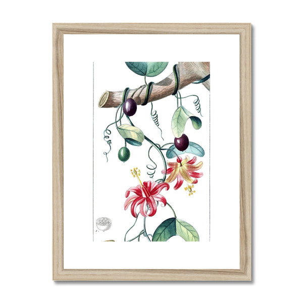 Passionvine Framed & Mounted Print