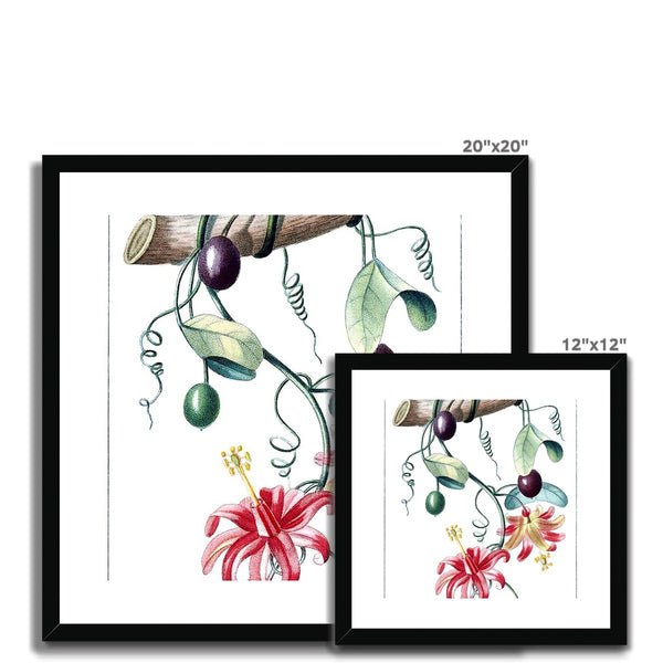 Passionvine Framed & Mounted Print