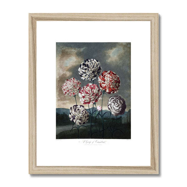 Carnations Framed & Mounted Print