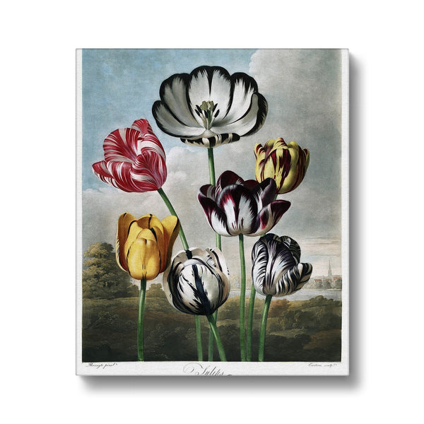 Tulips Canvas