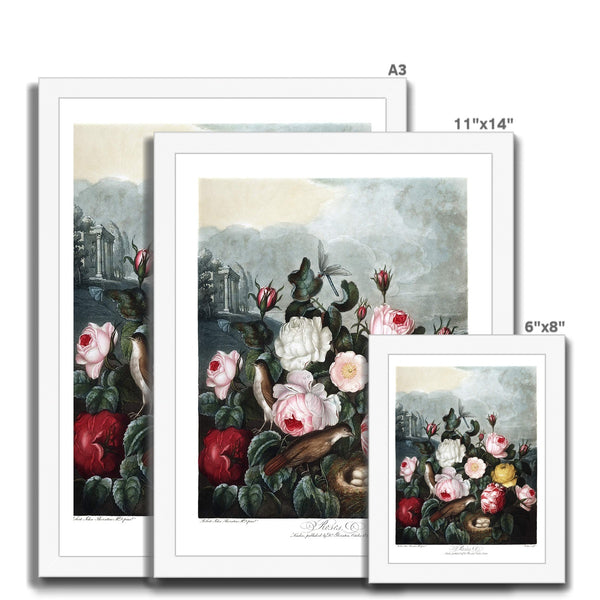 Roses Framed Print