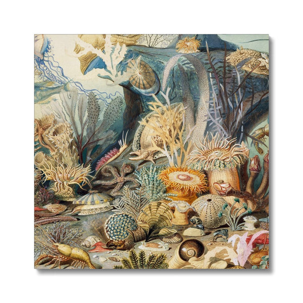 Ocean Life Canvas