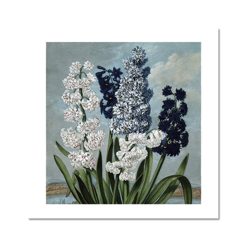 Hyacinths Fine Art Print