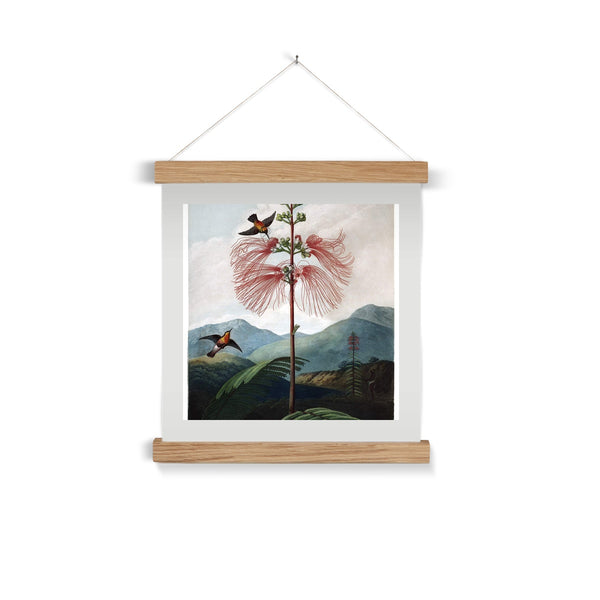 Calliandra Houstoniana Fine Art Print with Hanger