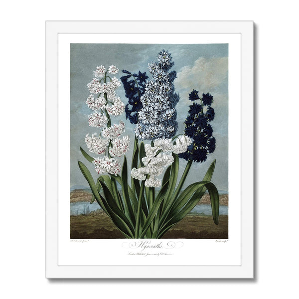 Hyacinths Framed Print