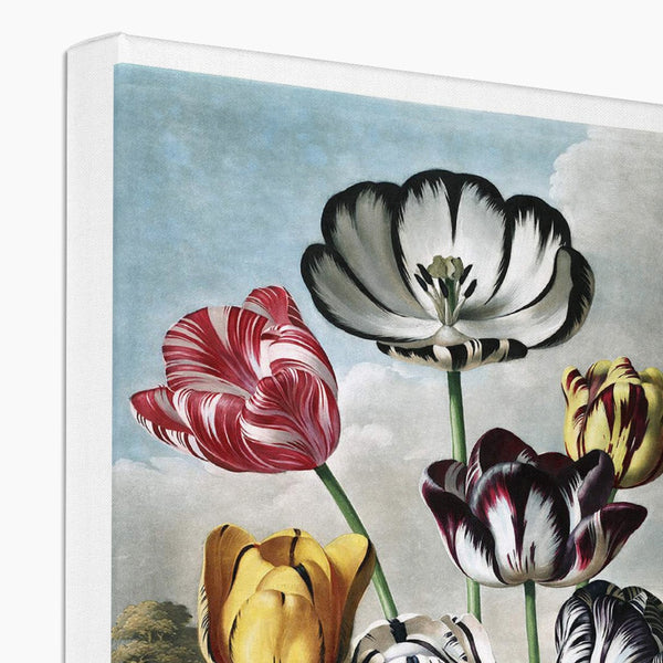 Tulips Canvas