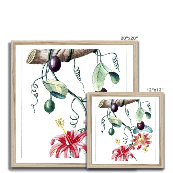 Passionvine Framed Print