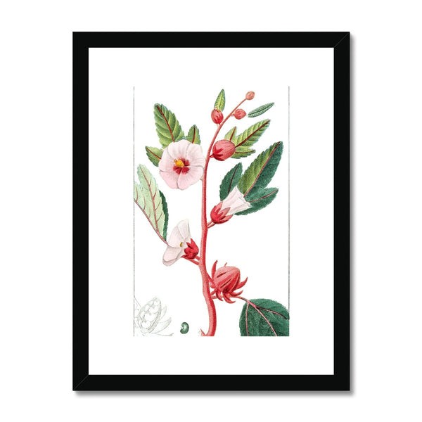 Roselle Framed & Mounted Print